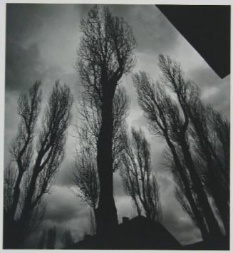 Trees, Auschwitz, Poland