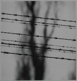 Barbed Wire Fence and Trees, Birkenau, Poland