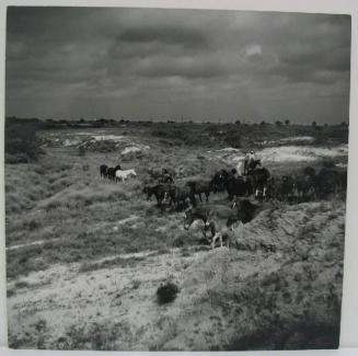 Moving the Remuda, King Ranch, Texas