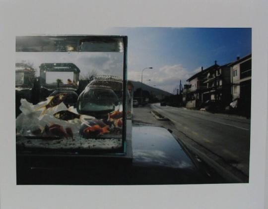 Goldfish for Sale, Capljina, Bosnia-Herzegovina