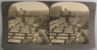 Making Sun-dried Bricks in a Brick Factory near Nineyeh, Mesopotamia