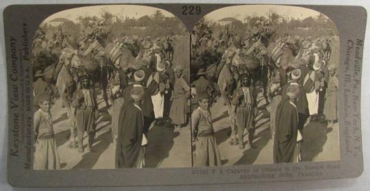 Caravan of Camels in the Narrow Road Approaching Jaffa, Palestine