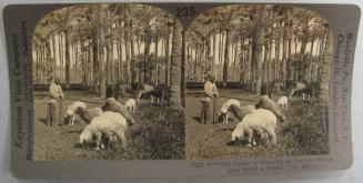 The Palms of Memphis on the Site Where once Stood a Mighty City, Egypt