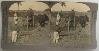 Where Primitive Methods Still Obtain-Threshing Beans in Egypt