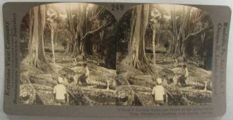 Curious Roots and Trunk of the India-rubber Tree, Peradeniya Gardens, near Kandy, Ceylon