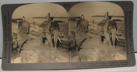 Giant Beasts of Burden-Elephants Hauling Teak Logs from Salwin River, Maulmain, Burma.