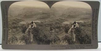 A Tropical Paradise-The Eden-like Island of Java, Dutch East Indies.