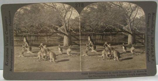 Kangaroos in their Homeland-A Scene in the Zoological Garden, Adelaide, South Australia.