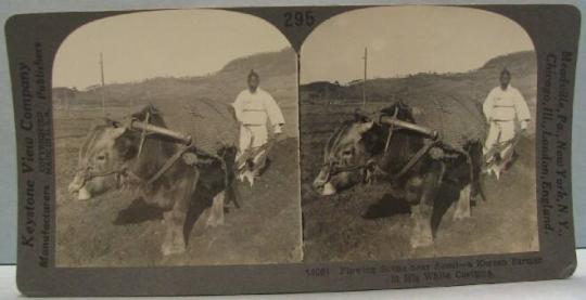 Plowing Scene near Seoul-a Korean Farmer in His White Costume.