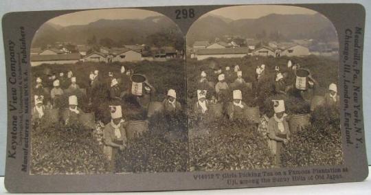 Girls Picking Tea on a Famous Plantation at Uji, among the Sunny Hills of Old Japan.