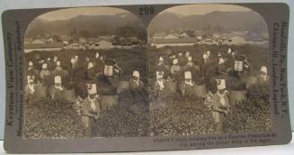 Girls Picking Tea on a Famous Plantation at Uji, among the Sunny Hills of Old Japan.