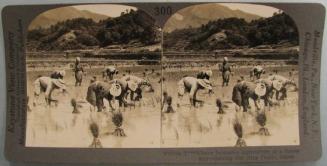 Where Intensive Agriculture Is a Necessity-Setting Out Rice Plants, Japan.