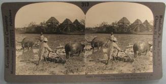 Filipino "Tractors" at Work-Harrowing the Flooded Rice Fields near, Manila, P.I.