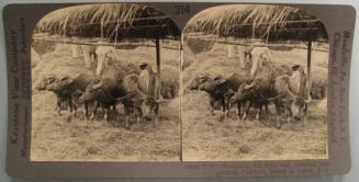 Threshing Out Rice with Carabao, Pangasinan Province, Island of Luzon, P.I.