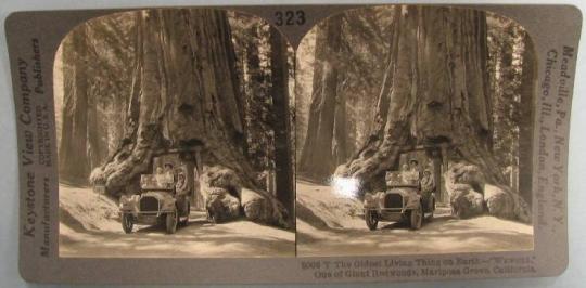 The Oldest Living Thing on Earth-"Wawona" One of the Giant Redwoods, Mariposa Grove, California.