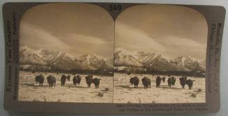 The Monarch of Plain, Bison or American Buffalo in His Snowbound Home, B.C., Canada.