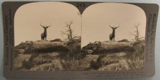 Lordly Monarch of the Western Wilds-Actual Snapshot of a Wild Elk, Montana.