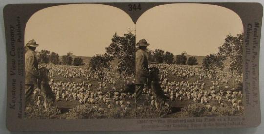 The Sheperd and His Flock on a Ranch in Montana-Our Leading State in the Sheep Industry.