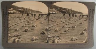 Spreading Codfish to Dry at Battle Harbor, Labrador