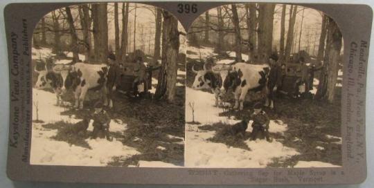 Gathering Sap for Maple Syrup in a "Sugar Bush," Vermont.