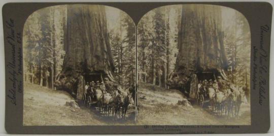 Driving Through Wawona, A Grand Tree of Mariposa Grove, California.