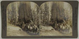 Driving Through Wawona, A Grand Tree of Mariposa Grove, California.