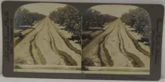 How a Desert Has Been Transformed into a Garden, Irrigating Ditches in an Orange Grove of Redlands, California.