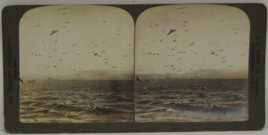 Sea Gulls, near Gibraltar.