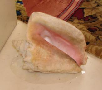 "Queen Conch" mollusk (Strombus gigas), found in the waters of Florida and the Caribbean