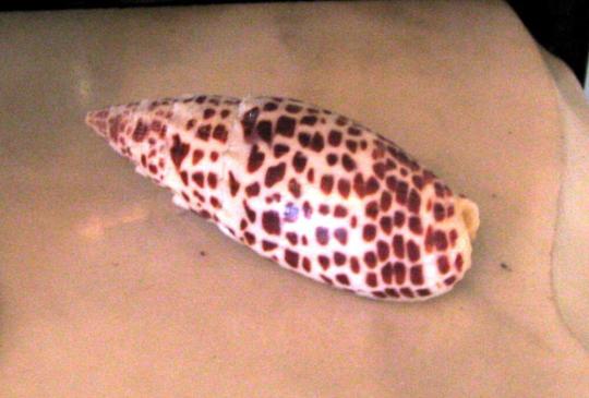 "Papal Miter" mollusk (Mitra papalis), from the waters of the central South Pacific