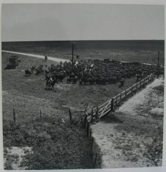 Vaqueros Driving Cattle through Gate, King Ranch