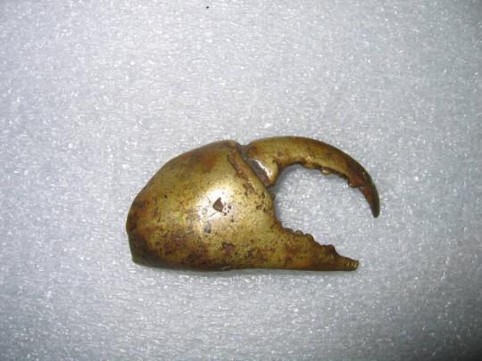 Crab Claw Gold Weight