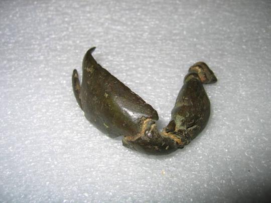 Crab Claw Gold Weight