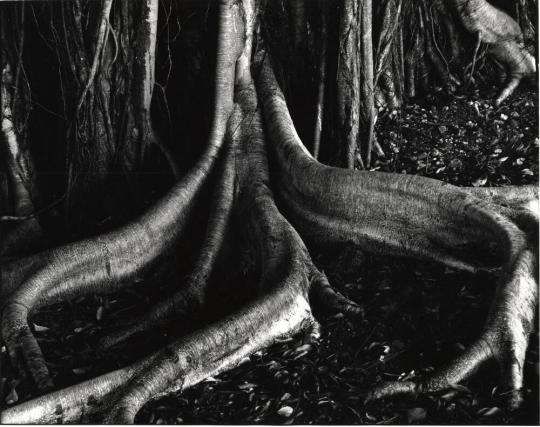 Banyan Roots