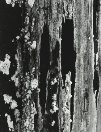 Fungus, Wood