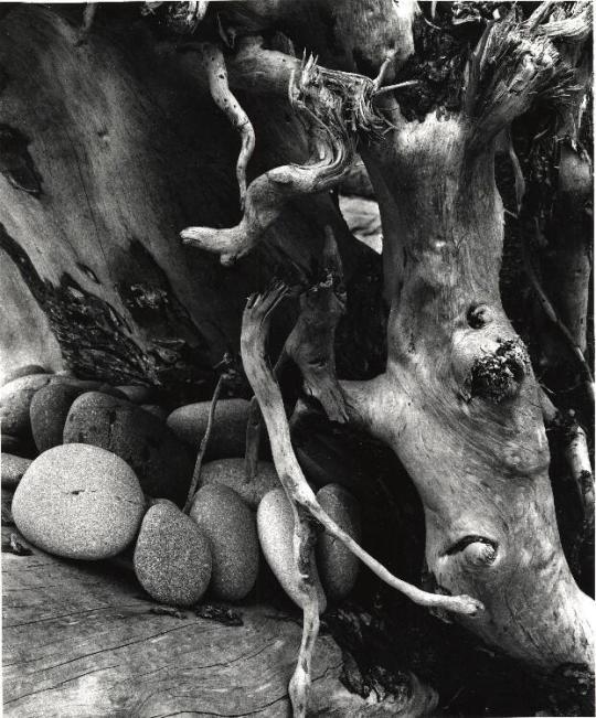 Driftwood