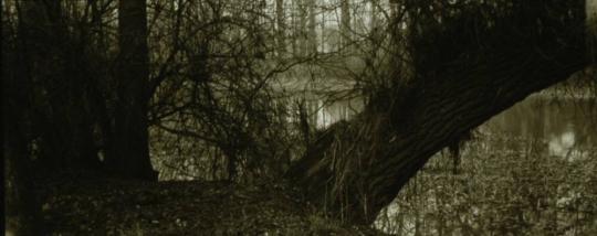 Walk on the Bank of the Elbe