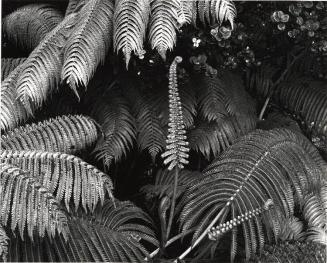 Botanical, Fern