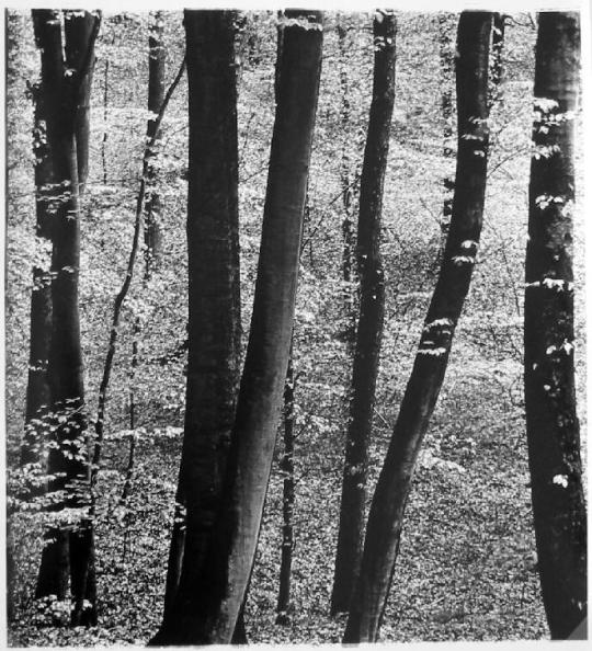 Trees, Netherlands