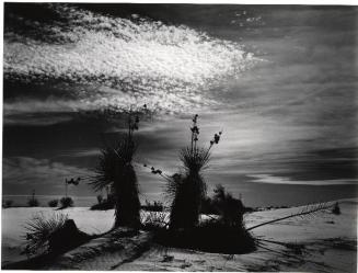 White Sands, New Mexico, Yucca