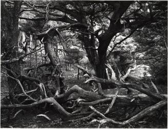 Point Lobos, California