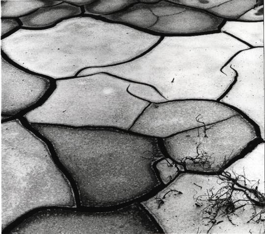 Dried, Cracked Mud