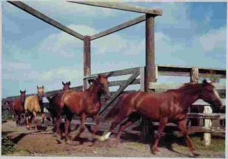 Quarter Horse Culling at Telephone Pens, Laureles Division, King Ranch