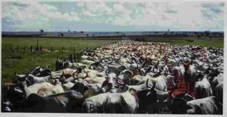 Zebu Parade, Brazil