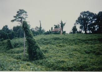 Kudzu and House, Tuscaloosa County, Alabama