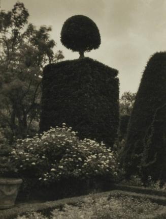 Sculpted Yew, Hidcote Manor, England