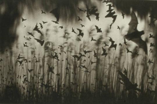 Bats Through Grass