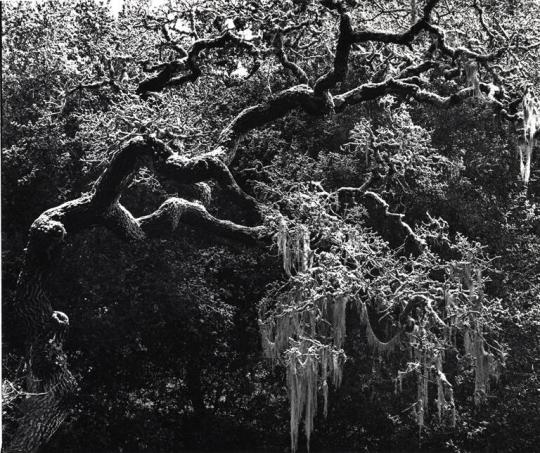 Tree with Snow