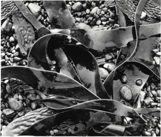 Kelp, Point Lobos