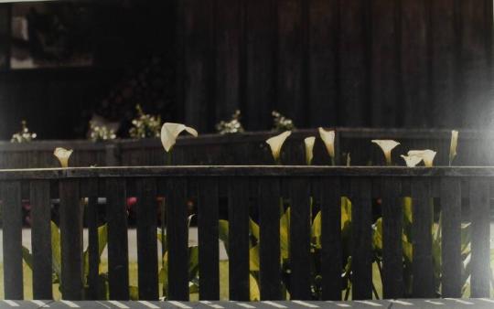 Calla Lillies and Fence